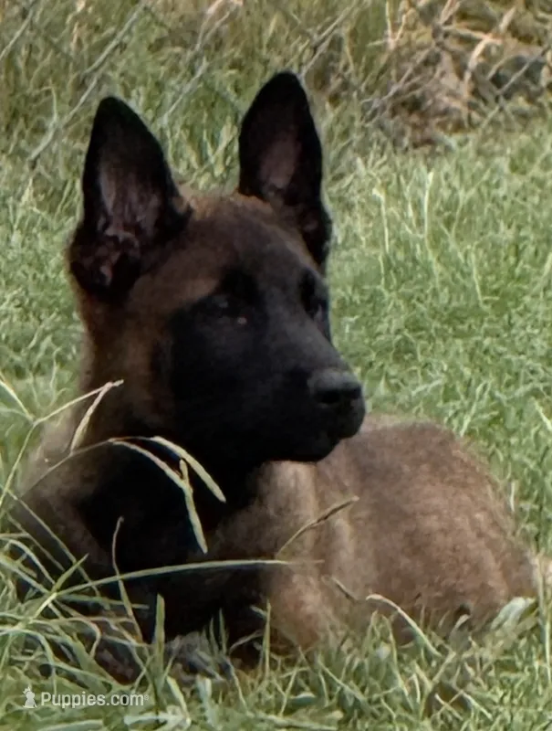 Bear – Belgian Malinois puppy for sale in La Puente, CA