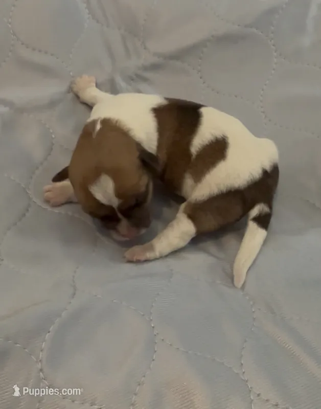 AKC Rough Daphne – Jack Russell Terrier puppy for sale in La Puente, CA
