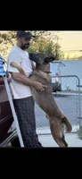 Zeus, a male Belgian Malinois for sale in La Puente, CA – 5 of 6