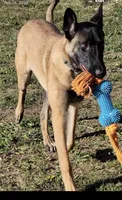 Titus , a male Belgian Malinois for sale in La Puente, CA – 3 of 4