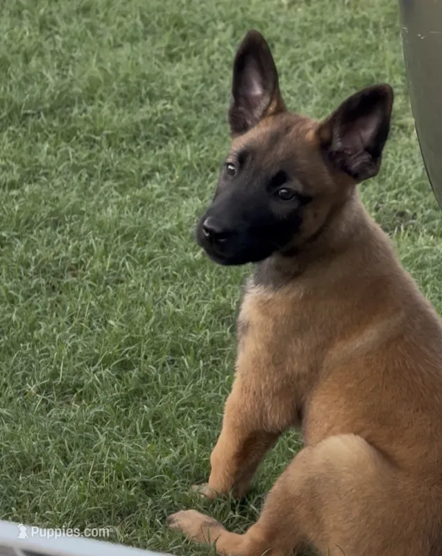 Titus  – Belgian Malinois puppy for sale in La Puente, CA