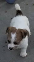 Rough Sammy, a female Jack Russell Terrier for sale in La Puente, CA – 3 of 5