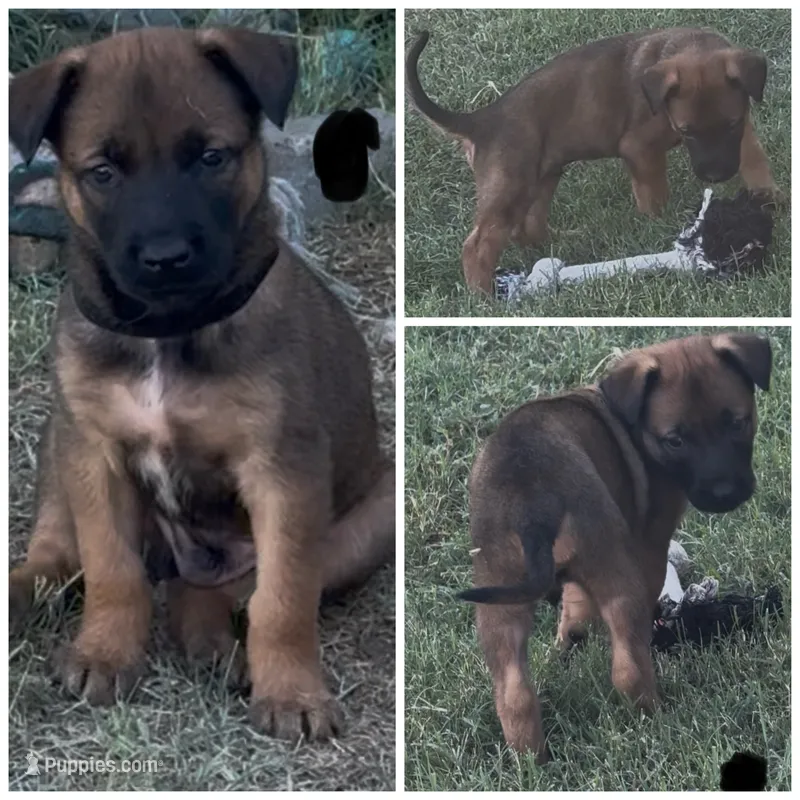 Zeus – Belgian Malinois puppy for sale in La Puente, CA
