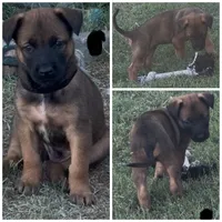 Zeus, a male Belgian Malinois for sale in La Puente, CA – 1 of 1
