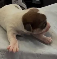 AKC Rough Rosie, a female Jack Russell Terrier for sale in La Puente, CA – 4 of 5