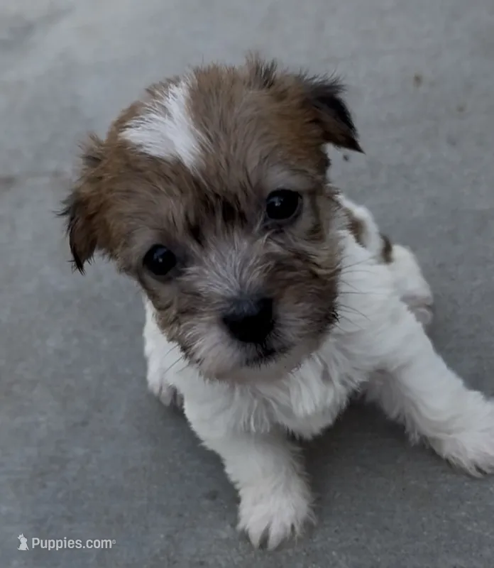 Rough Minnie – Jack Russell Terrier puppy for sale in La Puente, CA