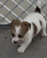 Rough Sammy, a female Jack Russell Terrier for sale in La Puente, CA – 2 of 5
