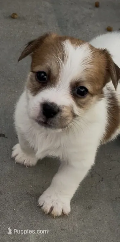 Rough Sammy – Jack Russell Terrier puppy for sale in La Puente, CA