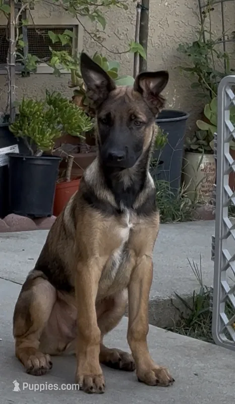 Moose  – Belgian Malinois puppy for sale in La Puente, CA