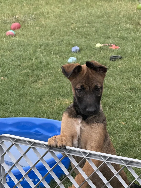 Zeus – Belgian Malinois puppy for sale in La Puente, CA