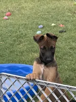 Zeus, a male Belgian Malinois for sale in La Puente, CA – 1 of 6