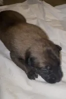 Male Belgian , a male Belgian Malinois for sale in La Puente, CA – 3 of 4