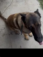 Beautiful Mals, a  Belgian Malinois for sale in La Puente, CA – 2 of 4