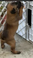 Beautiful Mals, a male Belgian Malinois for sale in La Puente, CA – 2 of 4