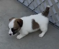 Rough Tommy, a male Jack Russell Terrier for sale in La Puente, CA – 4 of 5