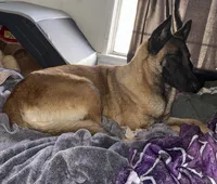Beautiful Mals, a  Belgian Malinois for sale in La Puente, CA – 1 of 2