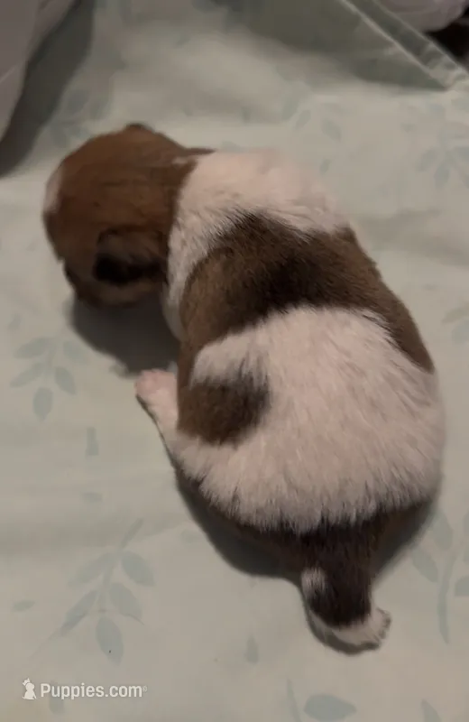 Rough Shorty Rosie – Jack Russell Terrier puppy for sale in La Puente, CA