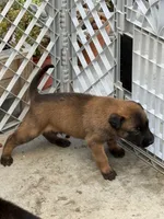 Beautiful boy, a male Belgian Malinois for sale in La Puente, CA – 2 of 4