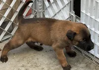 Beautiful Mals, a male Belgian Malinois for sale in La Puente, CA – 3 of 4