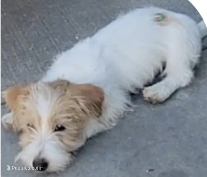 AKC Roughs – Jack Russell Terrier puppy for sale in La Puente, CA
