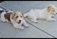 AKC Roughs, a  Jack Russell Terrier for sale in La Puente, CA – 3 of 3