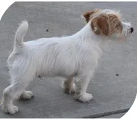 AKC Roughs, a  Jack Russell Terrier for sale in La Puente, CA – 2 of 3