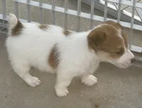 Rough Cookie, a female Jack Russell Terrier for sale in La Puente, CA – 4 of 4