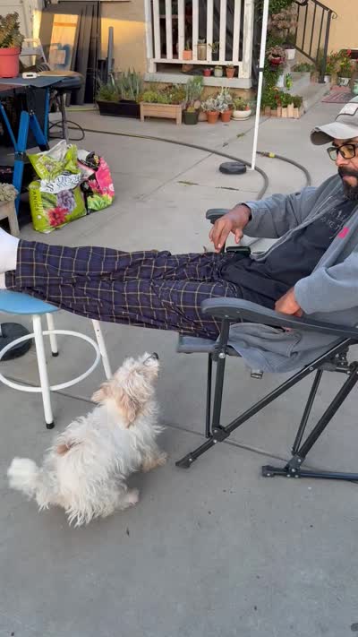 AKC Roughs, a  Jack Russell Terrier for sale in La Puente, CA – 6 of 6