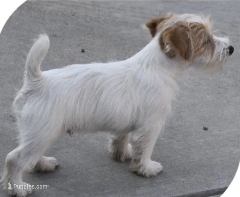 AKC Roughs – Jack Russell Terrier puppy for sale in La Puente, CA