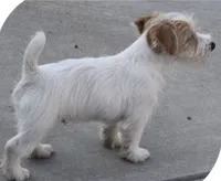 AKC Roughs, a  Jack Russell Terrier for sale in La Puente, CA – 1 of 6