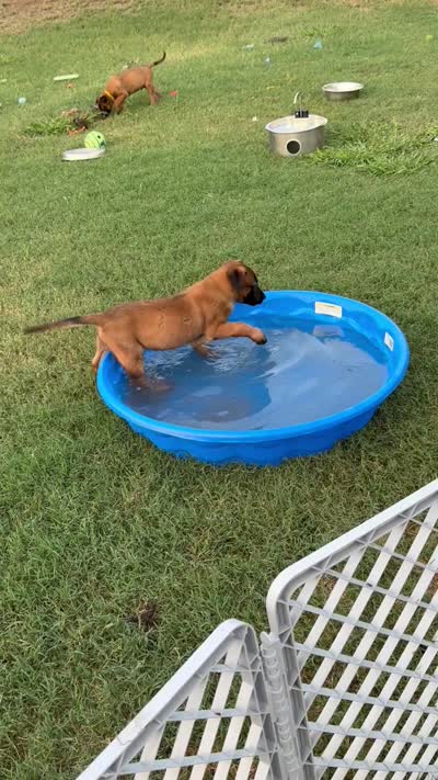 Titus , a male Belgian Malinois for sale in La Puente, CA – 4 of 4