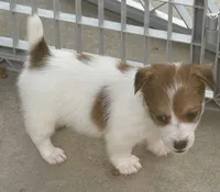 Rough Cookie, a female Jack Russell Terrier for sale in La Puente, CA – 1 of 4