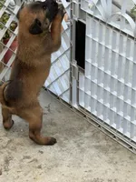 Beautiful boy, a male Belgian Malinois for sale in La Puente, CA – 4 of 4