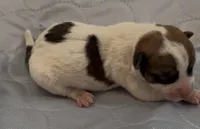 AKC Rough Lilly, a female Jack Russell Terrier for sale in La Puente, CA – 3 of 4