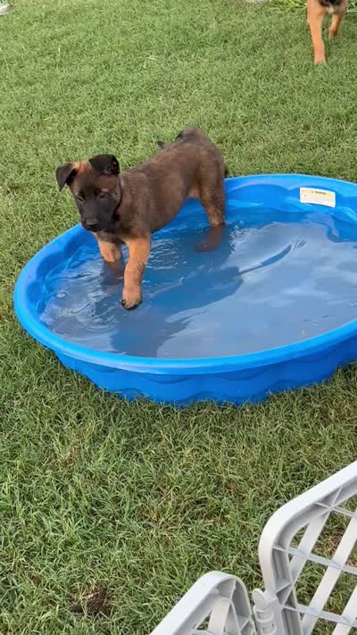 Bear, a male Belgian Malinois for sale in La Puente, CA – 4 of 4