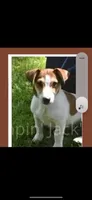 AKC Smooth Shorties , a  Jack Russell Terrier for sale in La Puente, CA – 2 of 2