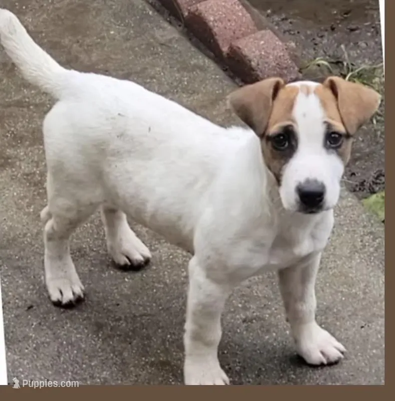 AKC Smooth Shorties  – Jack Russell Terrier puppy for sale in La Puente, CA