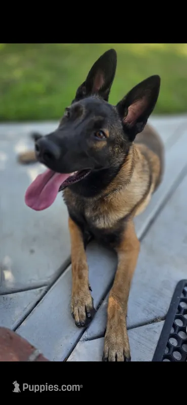 Beautiful Mals – Belgian Malinois puppy for sale in La Puente, CA