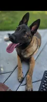 Beautiful Mals, a  Belgian Malinois for sale in La Puente, CA – 1 of 4