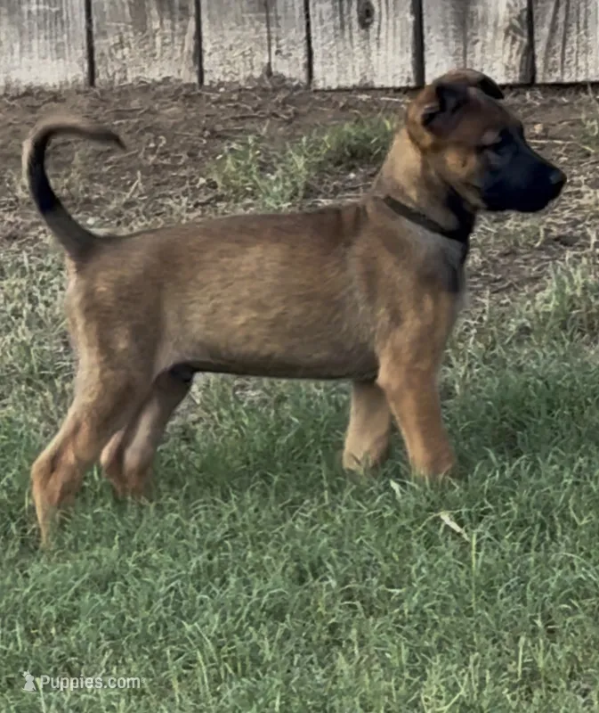 Zeus – Belgian Malinois puppy for sale in La Puente, CA