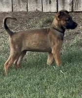 Zeus, a male Belgian Malinois for sale in La Puente, CA – 1 of 4