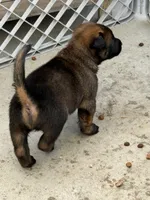 Beautiful boy, a male Belgian Malinois for sale in La Puente, CA – 3 of 4