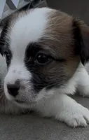 Rough Tommy, a male Jack Russell Terrier for sale in La Puente, CA – 3 of 5