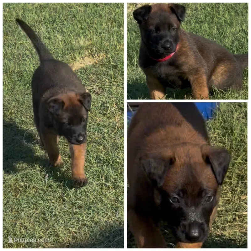 Bear – Belgian Malinois puppy for sale in La Puente, CA