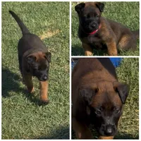 Bear, a male Belgian Malinois for sale in La Puente, CA – 1 of 1