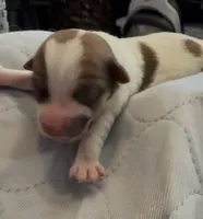 AKC Rough Rosie, a female Jack Russell Terrier for sale in La Puente, CA – 2 of 5