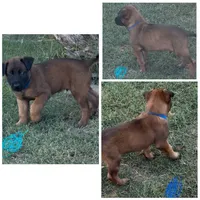 Micah, a male Belgian Malinois for sale in La Puente, CA – 1 of 1