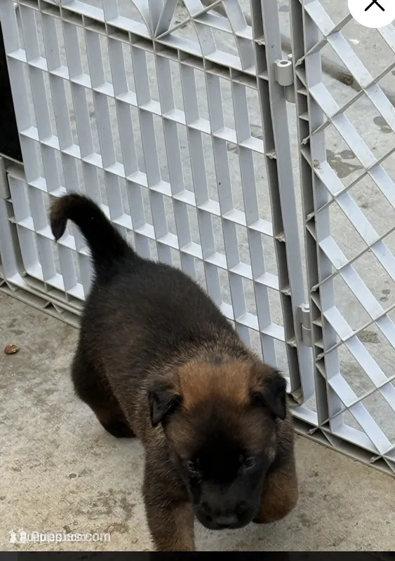 Beautiful Mals – Belgian Malinois puppy for sale in La Puente, CA