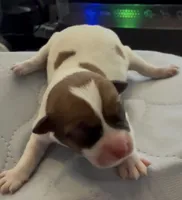 AKC Rough Bella , a female Jack Russell Terrier for sale in La Puente, CA – 1 of 5
