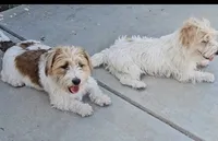 AKC Roughs, a  Jack Russell Terrier for sale in La Puente, CA – 3 of 6
